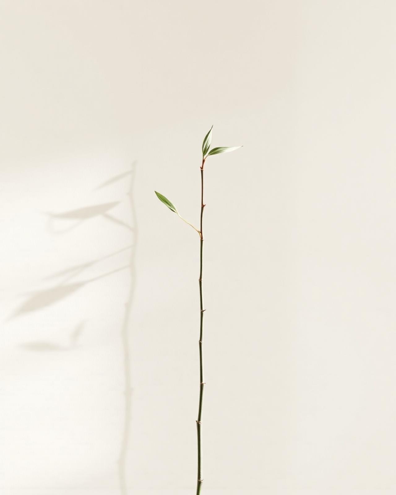 A single bamboo stem against a soft warm wall