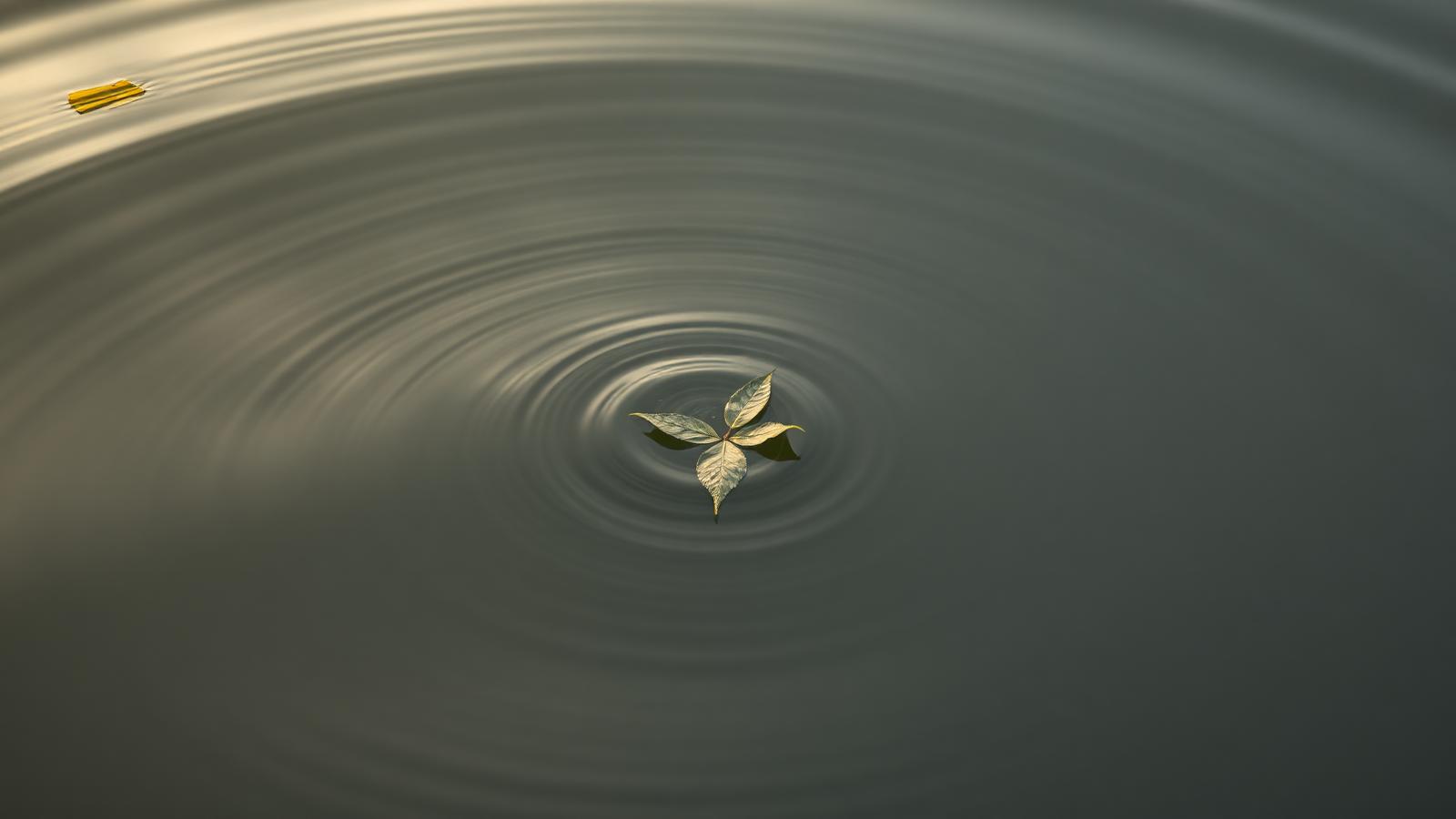 A single leaf floating on still water with quiet ripples
